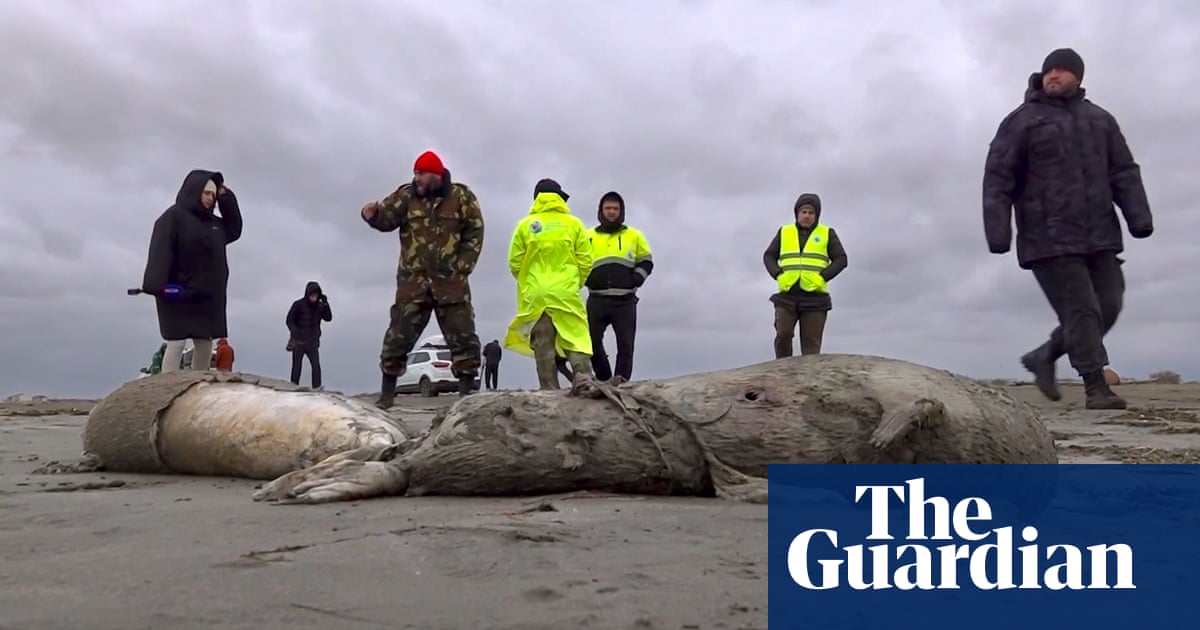 2,500 Caspian seals found dead along Russian coastline