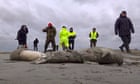2,500 Caspian seals found dead
