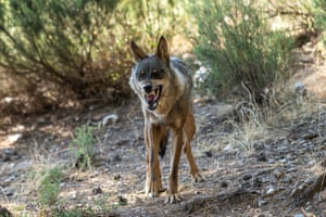 A rescued wolf at the Iberian wolf centre in Zamora, Spain