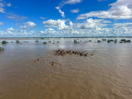 North west Qld cattle and floods. January 2026 Stranded cattle swimming through floodwater on a station near Julia Creek.