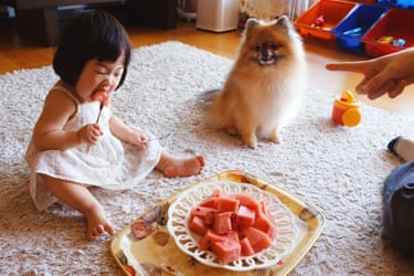 A child sharing a moment with a small dog while eating watermelon
