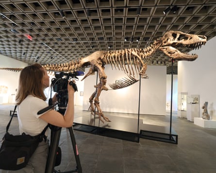 A videographer documents ‘Gus’ the T rex.