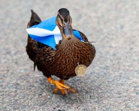 Dawn the Duck.