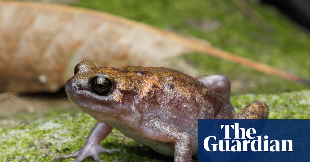 Different croaks: new frog and gecko species discovered on remote island in Australia’s north