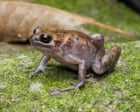 Different croaks: new frog and gecko species discovered on remote island in Australia’s north