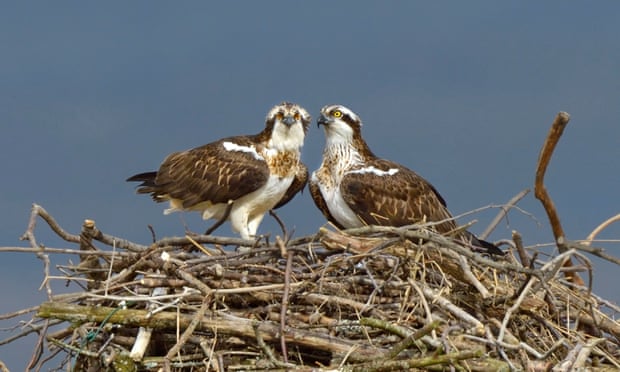 A pair of ospreys on their huge nest