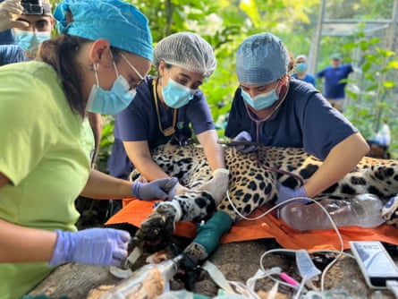A team of vets taking care of an injured jaguar.