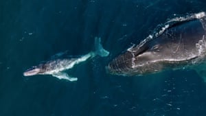 A mother and baby humpback whale in Kiama, New South Wales, Australia. Humpback whales give birth while migrating - and carry on travelling, reveals new research. Researchers are puzzled as baby whales are spotted in unexpected places along Australia’s ‘humpback highway’. Newborns have been seen in colder waters as far south as Tasmania, indicating breeding and migration more complex than thought.