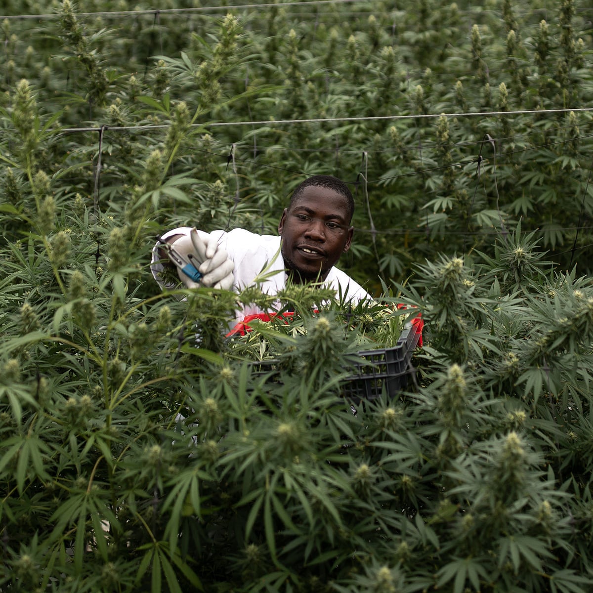 Reefer gladness as UN reclassifies cannabis as less dangerous drug | Drugs  | The Guardian