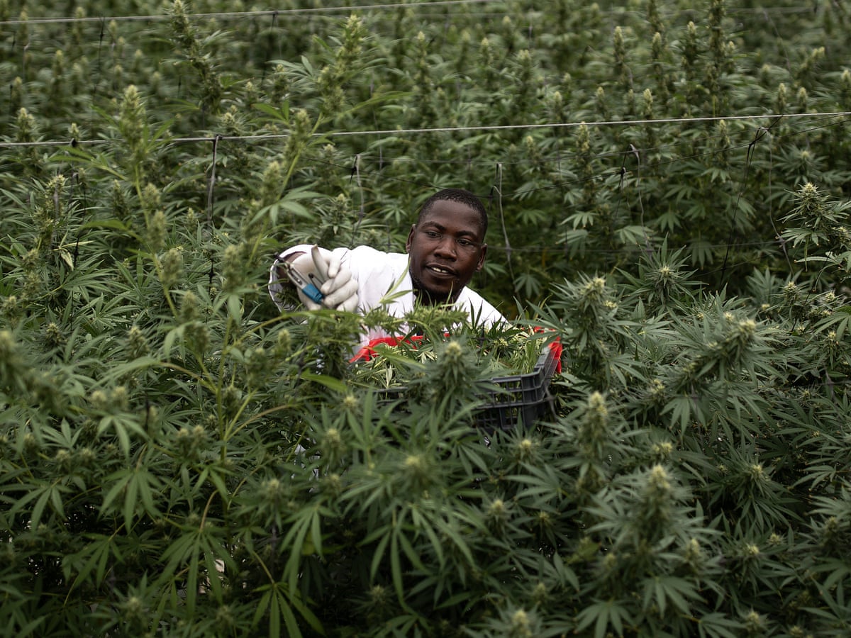 Reefer Gladness As Un Reclassifies Cannabis As Less Dangerous Drug Drugs The Guardian Reefer Gladness As Un Reclassifies Cannabis As Less Dangerous Drug Drugs The Guardian