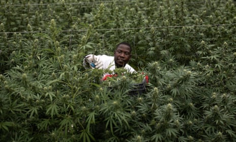 A farm worker picks cannabis inside a greenhouse in Uganda – one of several African countries looking to export medical cannabis.