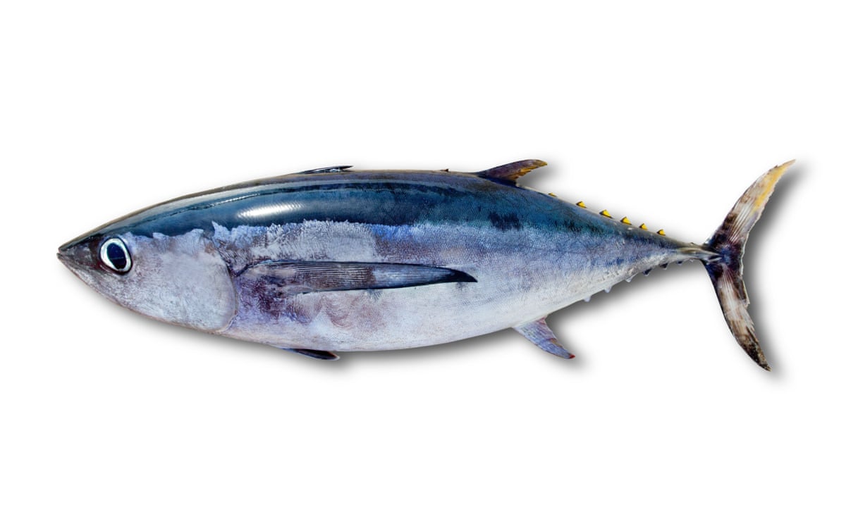 Crossword roundup: does 'albacore' mean 'the camel ...