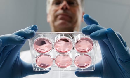 A scientist displays samples of cultured meat grown in a laboratory at the University of Maastricht, 2011.