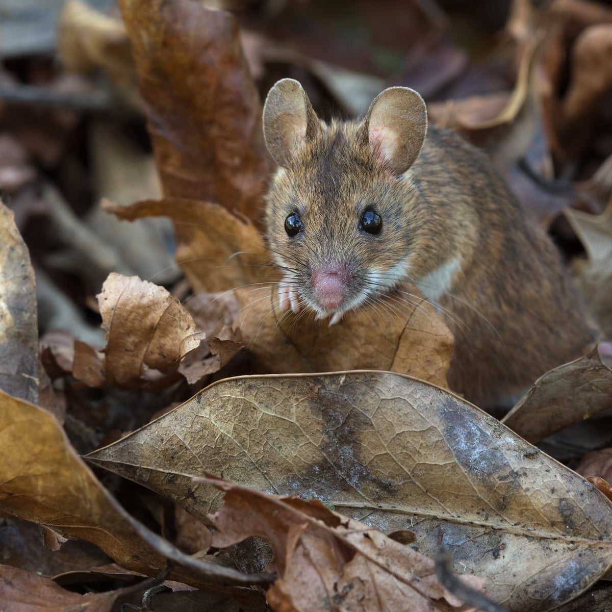 Wood Mouse