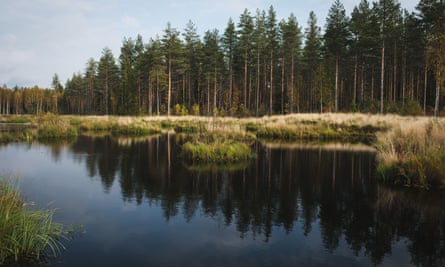 A view of a forest running alongside a stretch of water.