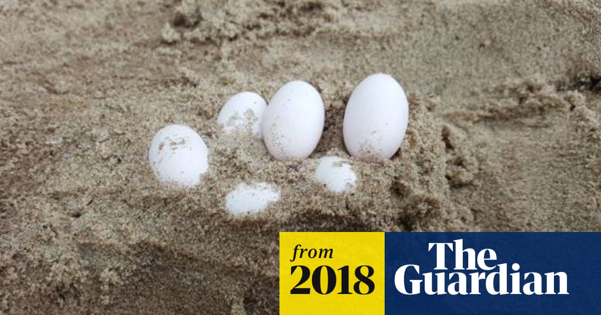 Snake Egg Mystery Leaves Experts Scrambling After Australian