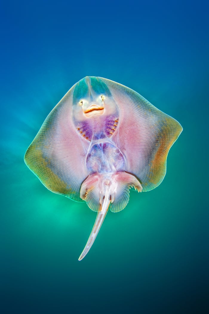 Underwater Photographer of the Year 2019 – in pictures | Environment | The Guardian Underwater Photographer of the Year 2019 – in pictures | Environment | The Guardian