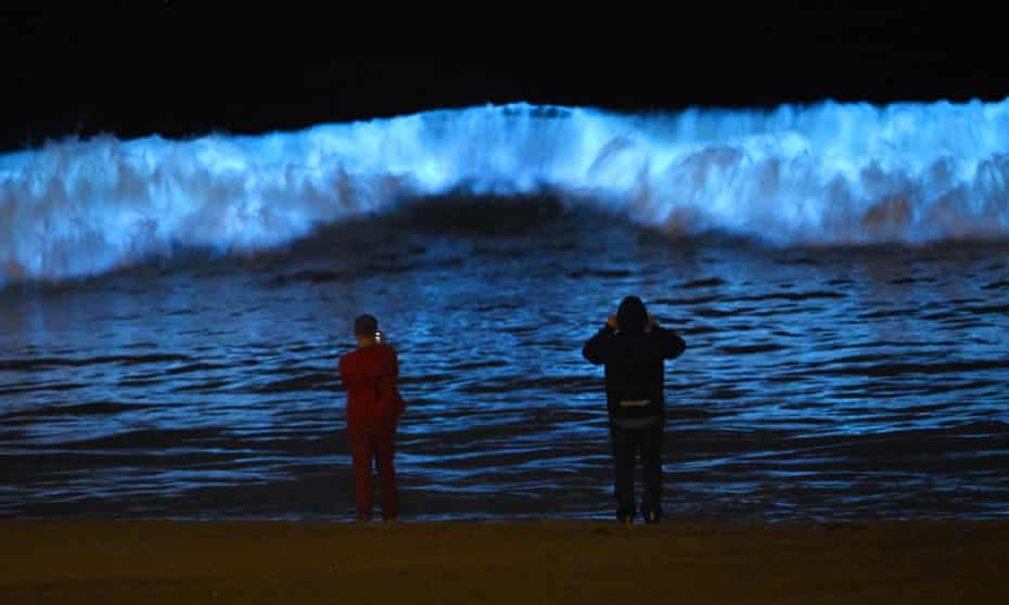 Bioluminescent Waves Dazzle Surfers In California Never Seen Anything Like It California The Guardian Bioluminescent Waves Dazzle Surfers In California Never Seen Anything Like It California The Guardian