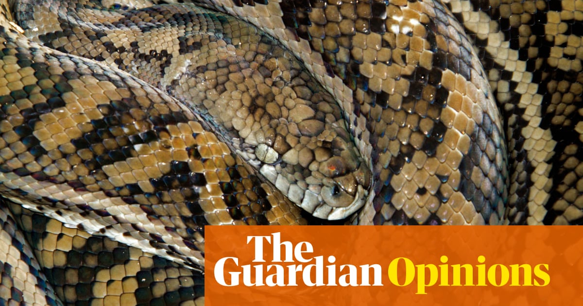 Australia’s huge python makes me appreciate queues and bad weather ...