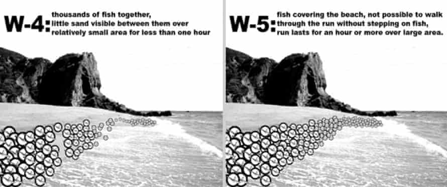 The Walker Scale for monitoring grunion runs. Runs of four and above have become less frequent.