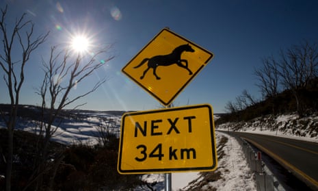 A brumby warning sign on the Snowy Mountains Highway
