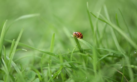 A ladybird on real grass