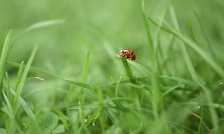 A ladybird on a blade of grass in West Sussex