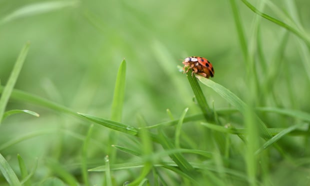 ladybird in grass