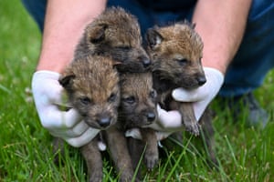 Four exhausted wolf pups found are. rehabilitated after being found hungry and exhausted in Van, Turkey