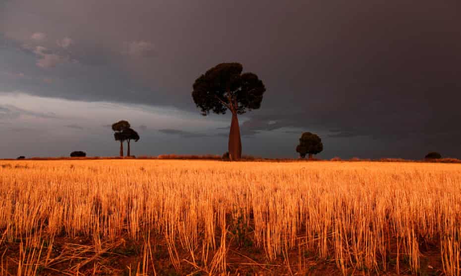 Storm clouds approach a wheatfield near Roma