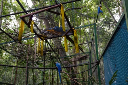 Blue-and-yellow macaws in an enclosure in the forest.
