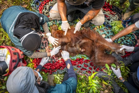 Shot from above, a mother orangutan with her baby clinging to her lies unresponsive in a net while rescuers tend to them.
