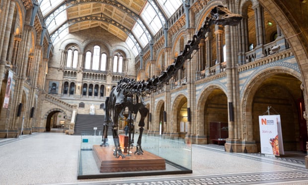 The Dippy skeleton at the Natural History Museum, London. Dismantling will start on Wednesday.