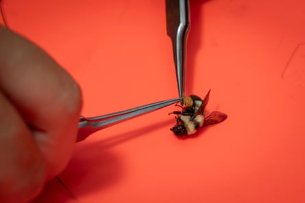 A person uses fine metal tweezers to collect a sample from a bee.