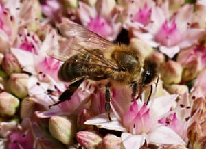 Uma abelha coleta pólen das flores ao sol em Oxford, Reino Unido