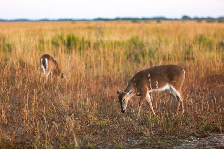 Florida wildlife officials discover second case of ‘zombie deer disease’ in state Florida wildlife officials discover second case of ‘zombie deer disease’ in state