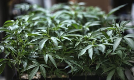 Marijuana grows at an indoor cannabis farm in Gardena, California.