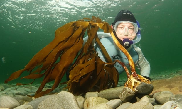 A new snorkelling trail has been established at the Scottish Seabird Centre.
