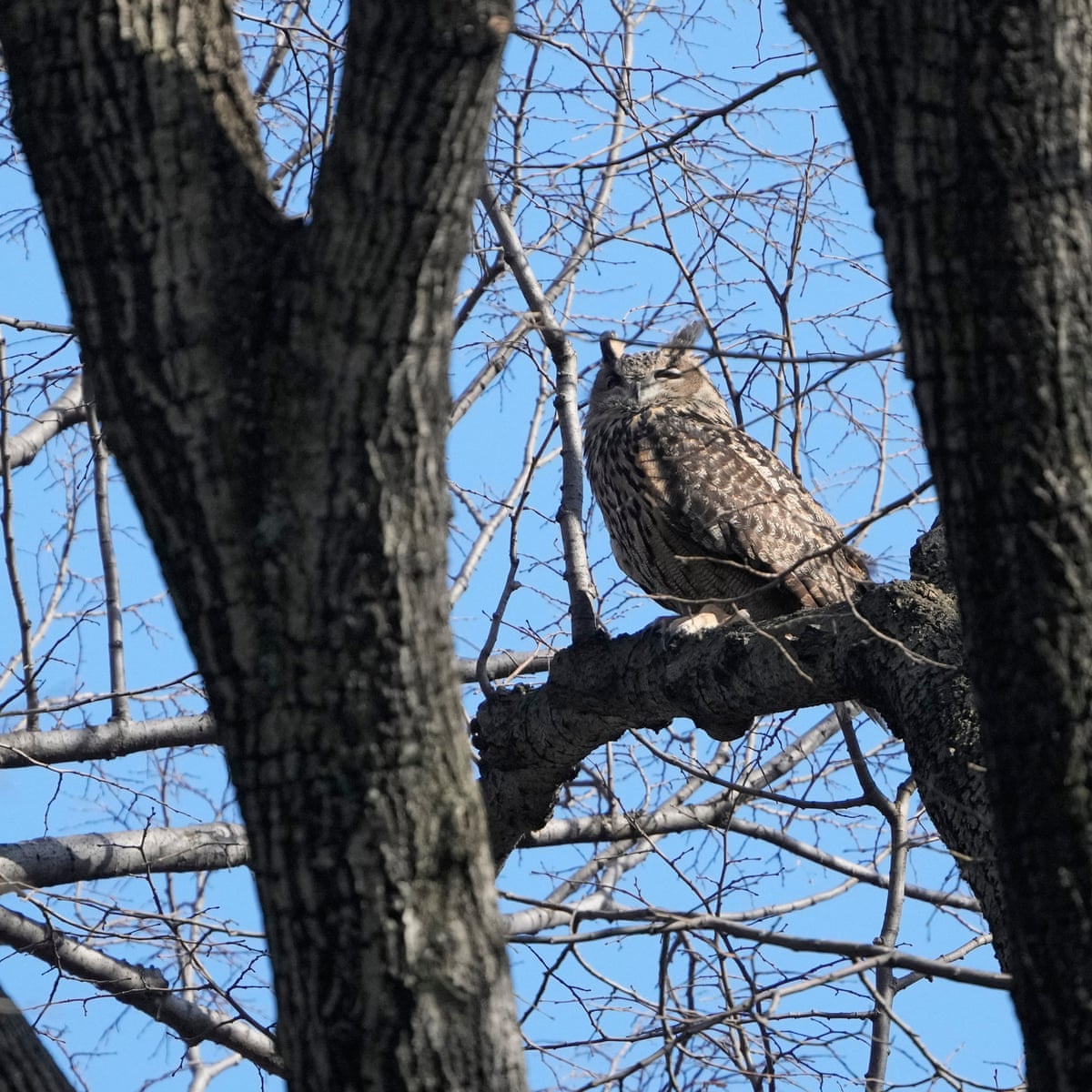 New York zoo ends attempt to recapture Flaco the owl in Central Park | New York | The Guardian