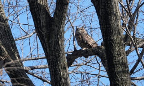 A Eurasian eagle owl named Flaco sits in a tree in Central Park in New York, on Monday, after it escaped from the Central Park zoo.