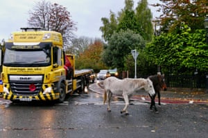 The week in wildlife – in pictures 10 New Forest ponies on the road in the village of Brockenhurst, UK