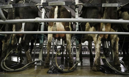 Cows stand in a rotary milking machine on a farm near Oxford, New Zealand
