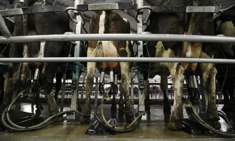 In this Oct. 8, 2018, photo, cows stand in a rotary milking machine on a farm near Oxford, New Zealand. New Zealand’s largest company Fonterra once had grand ambitions to dominate the world’s dairy markets, but after suffering stinging losses abroad has scaled back its vision. Fonterra on Thursday, Sept. 26, 2019, announced its worst-ever annual result as it wrote down the value of its assets by hundreds of millions of dollars and promised to stay more focused on its roots on New Zealand dairy farms. (AP Photo/Mark Baker)