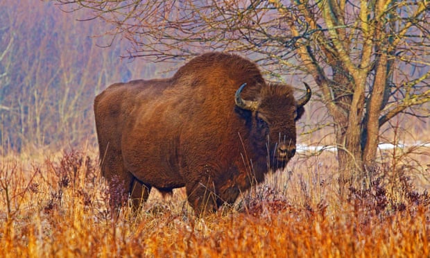 Poland’s Białowieża forest is the last home of the European wild bison