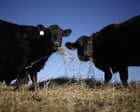 Trump pledges to allow cattle ranchers to process own food amid beef imports backlash