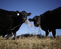 cows eat hay