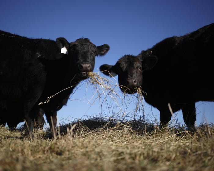 Trump pledges to allow cattle ranchers to process own food amid beef imports backlash