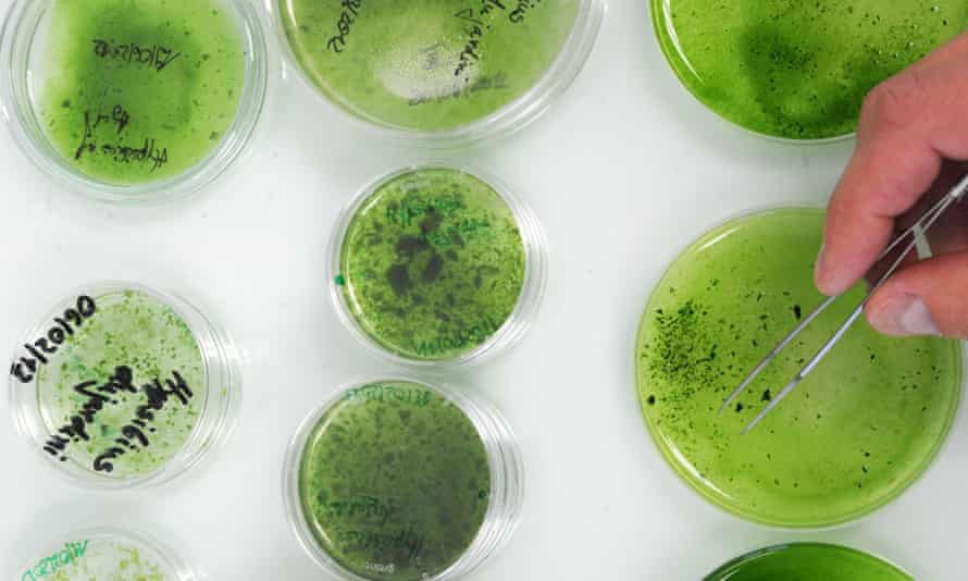 The biologist Georg Mayer prepares Petri dishes containing tardigrades in order to study their nervous system at the Institute of Biology, Leipzig, Germany, 2013.