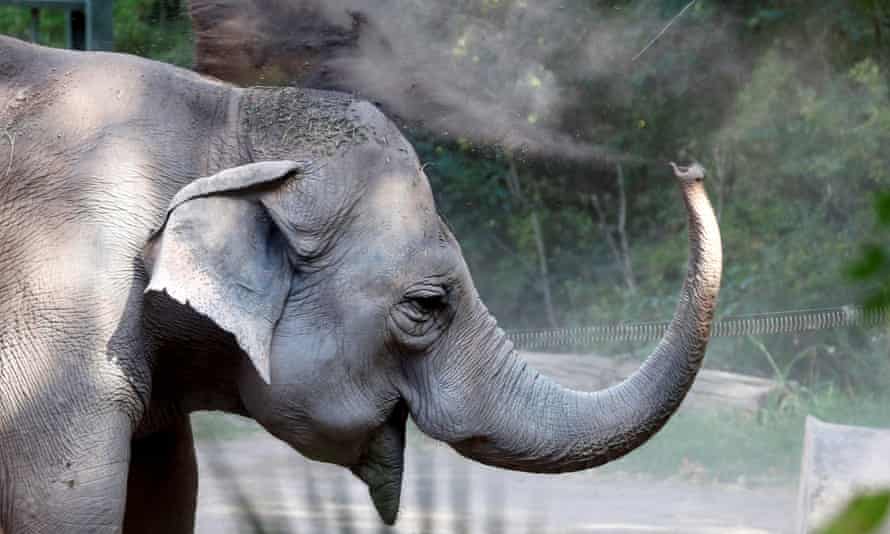 Three African elephants will get liquid doses of the cannabinoid CBD through their trunks.