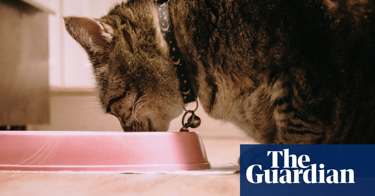 Why does my cat prefer to drink water from the bathroom floor rather than a clean bowl?